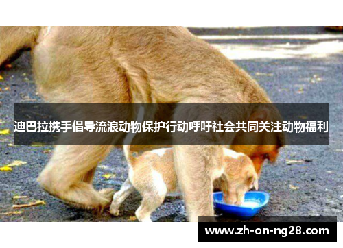 迪巴拉携手倡导流浪动物保护行动呼吁社会共同关注动物福利